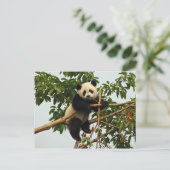 Carte postale de jeune panda géant (Debout devant)