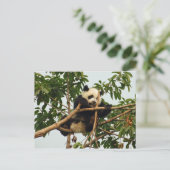 Carte postale de jeune panda géant (Debout devant)
