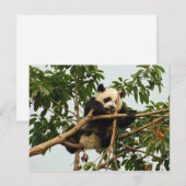 Carte postale de jeune panda géant (Devant / Derrière)