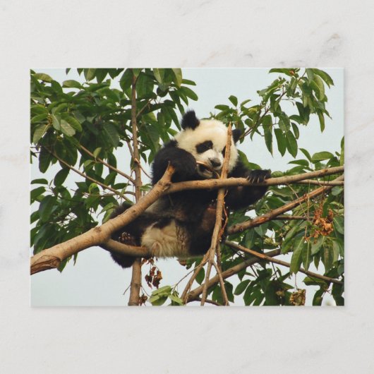Carte postale de jeune panda géant (Devant)