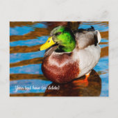 Carte postale de joli canard colvert (Devant)