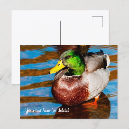 Carte postale de joli canard colvert (Devant / Derrière)