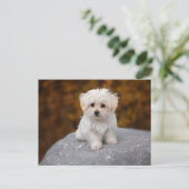 Carte postale de joli chien blanc (Debout devant)