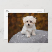 Carte postale de joli chien blanc (Devant / Derrière)