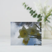 Carte postale de jonquilles de ressort (Debout devant)