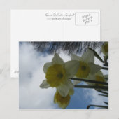 Carte postale de jonquilles de ressort (Devant / Derrière)