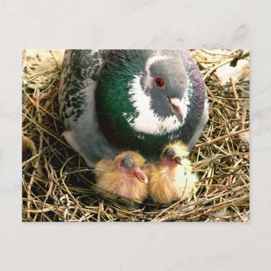 Carte postale de jour de mères (Devant)