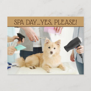 Carte postale de journée au spa de toilettage pour