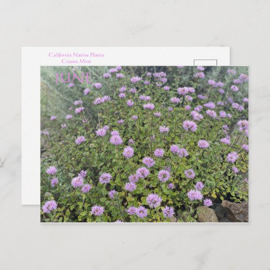 CARTE POSTALE DE JUIN (Devant / Derrière)