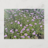 CARTE POSTALE DE JUIN (Devant)