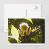 Carte postale de June Monarch (Devant / Derrière)