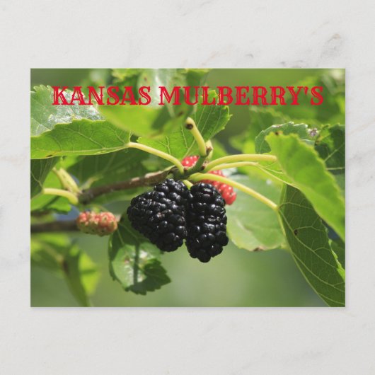 Carte postale de Kansas Mulberry (Devant)