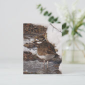 Carte postale de Killdeer (Debout devant)