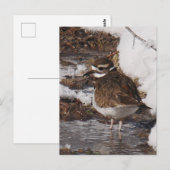 Carte postale de Killdeer (Devant / Derrière)