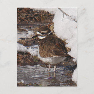 Carte postale de Killdeer