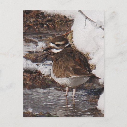 Carte postale de Killdeer (Devant)
