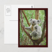 Carte postale de koala mignon (Devant / Derrière)