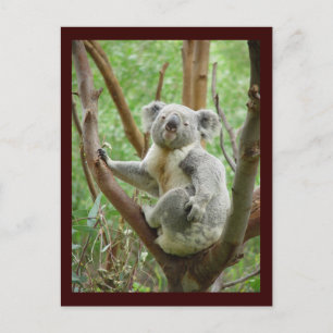 Carte postale de koala mignon