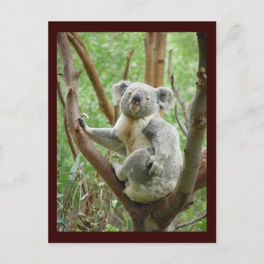 Carte postale de koala mignon (Devant)