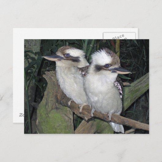 Carte postale de Kookaburras (Devant / Derrière)