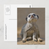Carte postale de Kute Kat (Devant / Derrière)