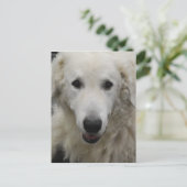 Carte postale de Kuvasz Dog Breed (Debout devant)