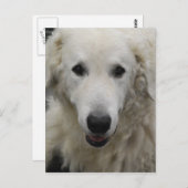Carte postale de Kuvasz Dog Breed (Devant / Derrière)