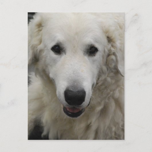 Carte postale de Kuvasz Dog Breed (Devant)