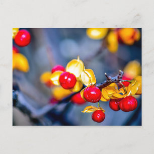 Carte postale de la baie rouge d'automne et de la