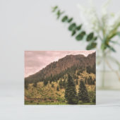 carte postale de la beauté du pin (Debout devant)