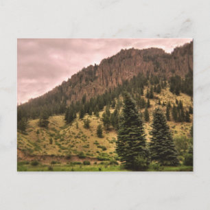 carte postale de la beauté du pin