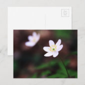 Carte postale de la belle fleur d'anémone des bois (Devant / Derrière)