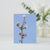 Carte postale de la branche Blossom (Debout devant)
