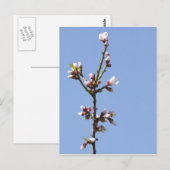 Carte postale de la branche Blossom (Devant / Derrière)