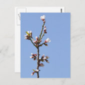 Carte postale de la branche Blossom (Devant / Derrière)