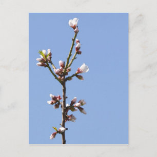 Carte postale de la branche Blossom