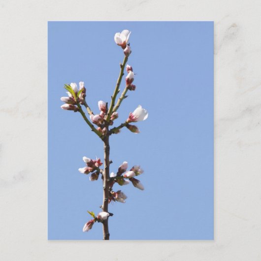 Carte postale de la branche Blossom (Devant)