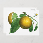 CARTE POSTALE DE LA BRANCHE BOTANIQUE DE STYLE VIN (Devant / Derrière)