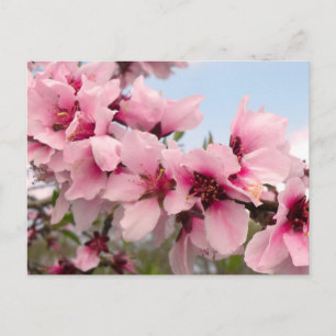Carte postale de la branche rose