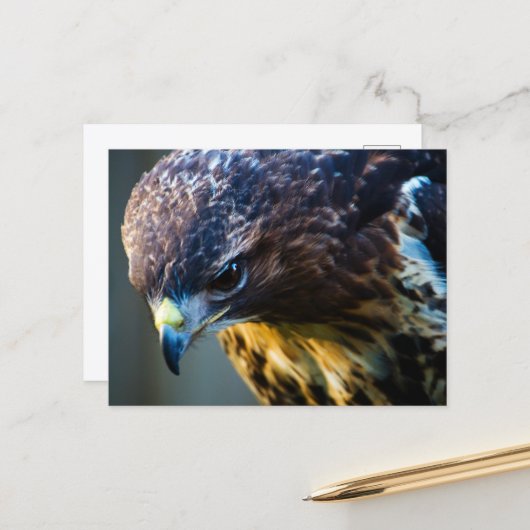 Carte postale de la buse à queue rousse (Devant/Arrière en situation)
