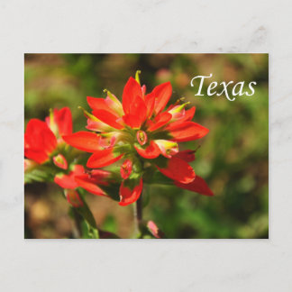 Carte postale de la Castilléjie du Texas
