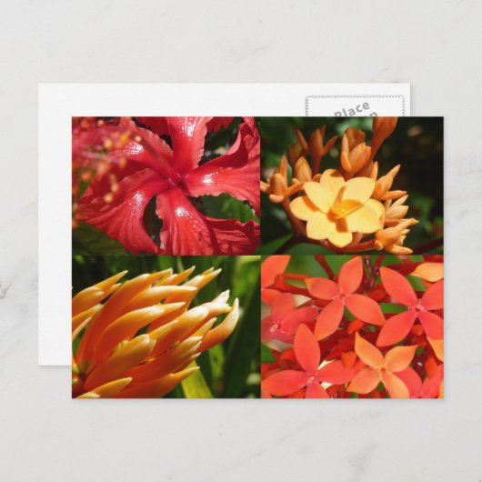 Carte postale "de la chaleur tropicale" (Devant / Derrière)