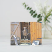 Carte postale de la chèvre (Debout devant)