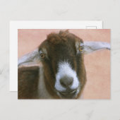 Carte postale de la chèvre beau rêveur (Devant / Derrière)