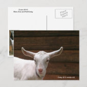 Carte postale de la chèvre d'enfant Daisy (Devant / Derrière)