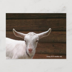 Carte postale de la chèvre d'enfant Daisy