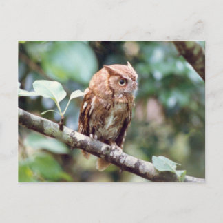 Carte postale de la Chouette