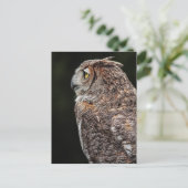 Carte postale de la chouette à cornes (Bubo virgin (Debout devant)