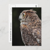 Carte postale de la chouette à cornes (Bubo virgin (Devant / Derrière)