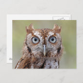 Carte postale de la Chouette-Écran Est (Devant / Derrière)